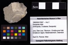 Foto (Objekt + Etiketten) von Decapoda indet. 